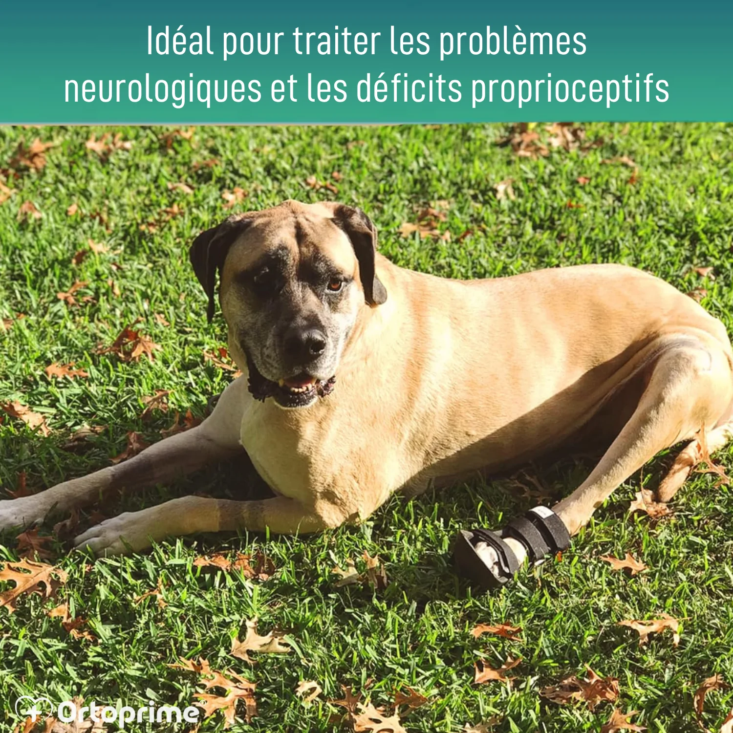 Image du produit 5